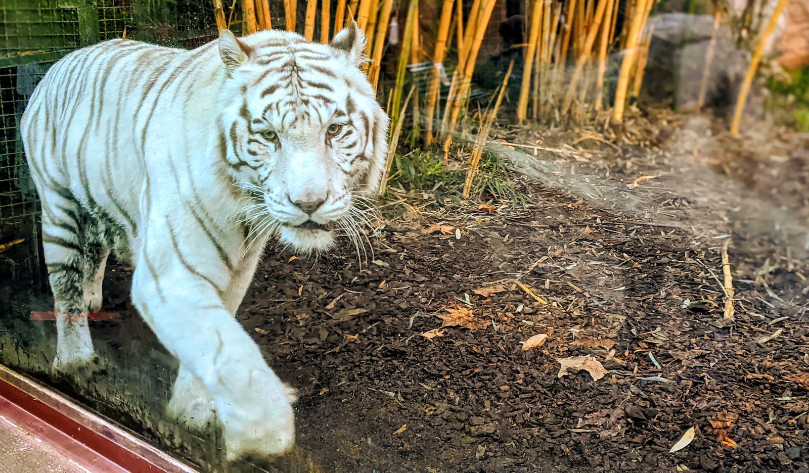 Bioparco di Roma